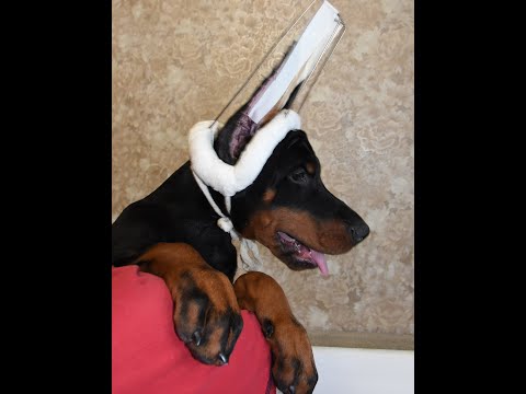 Видео: Ставим уши щенку Добермана