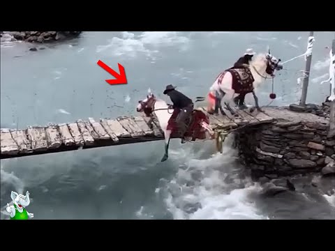 Видео: Безумные Случаи с Животными, Случайно Снятые на Камеру