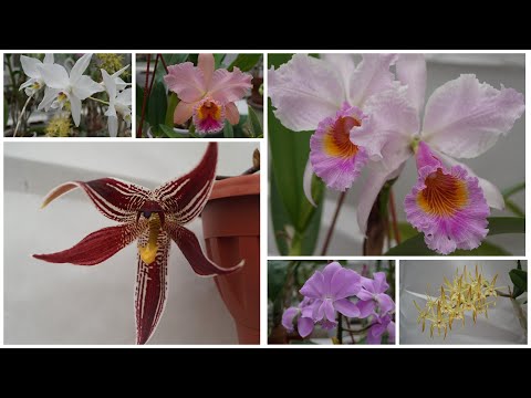 Видео: Цветение Февраль 2024. Paphinia cristata ,Blc. George King 'Serendipity' , Dendrobium Hilda Poxon