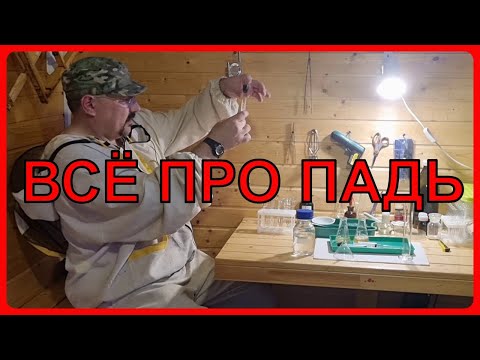 Видео: Всё про падевый мёд. Видео по пчеловодству для начинающих 2022