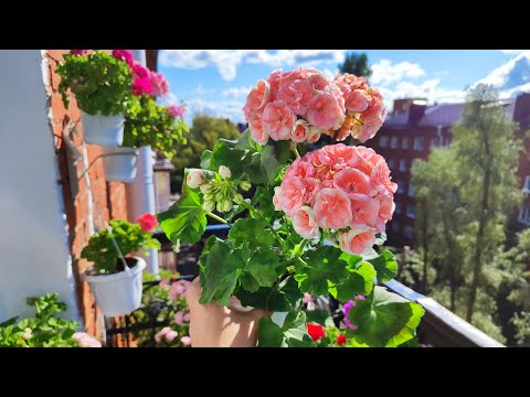 Видео: Праздник для глаз ❤️🌸 Обзор цветения пеларгоний в последний день лета 