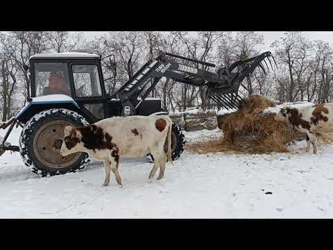 Видео: Зимние будни фермера, кормление хозяйства, обзор доильного зала.  #фермер #мтз