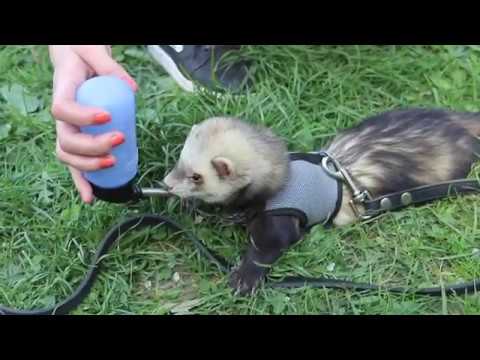 Видео: VLOG: Едем на праздник. Семён укусил Катю. Поклонницы бегают за Семёном.