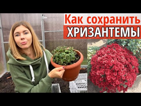 Видео: Четыре способа, как сохранить хризантему мультифлора зимой