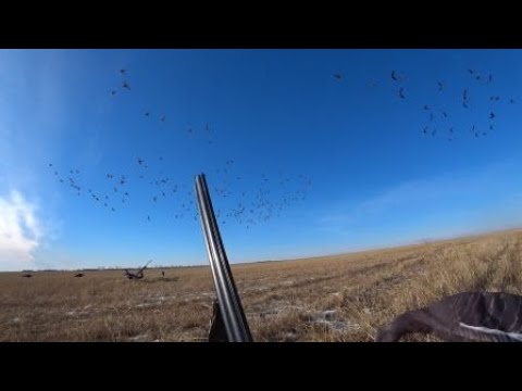 Видео: охота на гуся 15 10 24