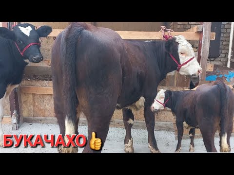 Видео: Букачахои зоти барои наслгири бехтарин ба фуруш баромад 2-сар аз шахри хучанд имруз