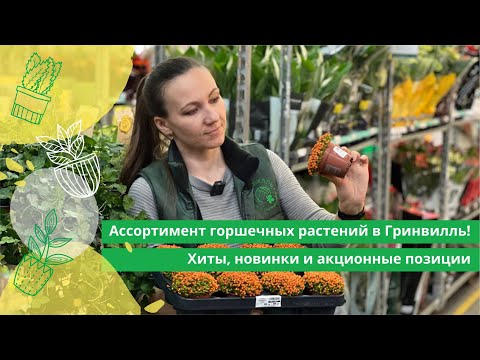 Видео: Ассортимент горшечных растений в Гринвилль! Хиты, новинки и акционные позиции