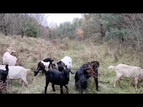 Видео: Ігор пасе кози 