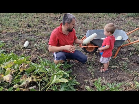 Видео: голодным никто не останется) вот это урожай