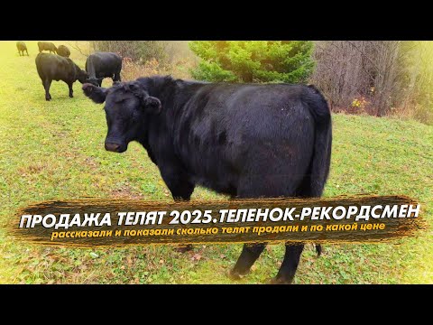 Видео: Продажа телят 2025. Первый в хозяйстве теленок-рекордсмен