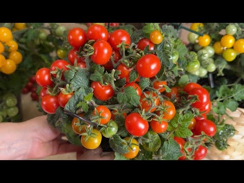 Видео: ОБЗОР САМЫХ УРОЖАЙНЫХ НИЗКОРОСЛЫХ ТОМАТОВ ДЛЯ ВЫРАЩИВАНИЯ КРУГЛЫЙ ГОД!