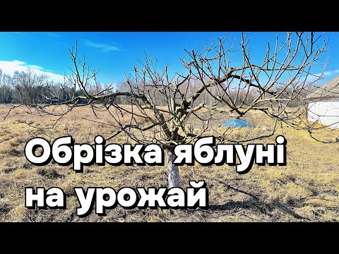Видео: Обрізка яблуні на плодоношення. Прості правила.