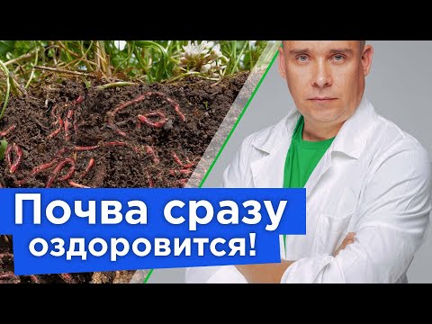 Видео: ПОЧВА ОЗДОРОВИТСЯ И СТАНЕТ ПЛОДОРОДНОЙ, если сделать это осенью!
