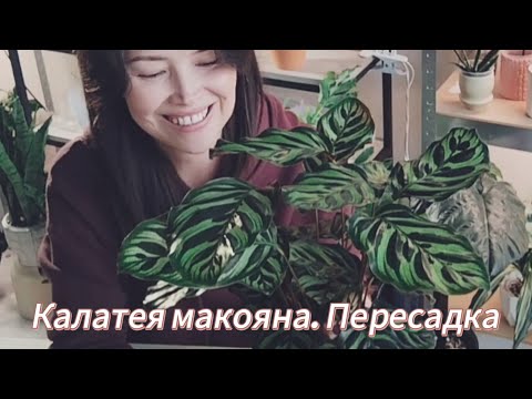 Видео: Калатея макояна. Пересадка