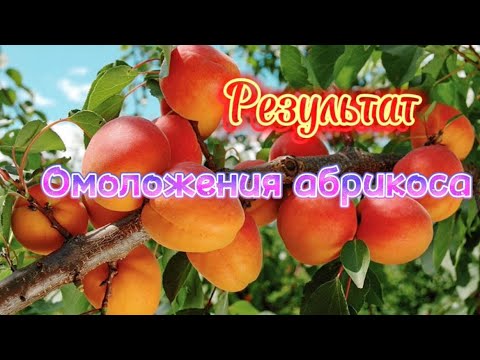 Видео: Формировка абриса.Удаление волчков