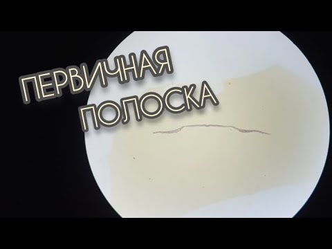 Видео: ПЕРВИЧНАЯ ПОЛОСКА (гистопрепарат)