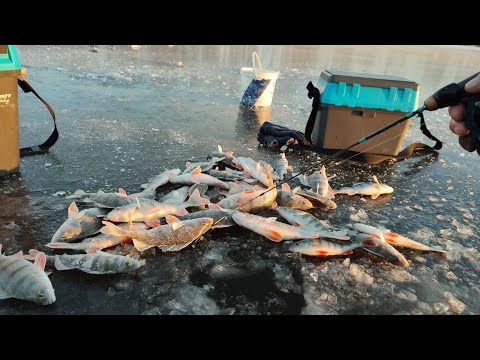 Видео: ЗОЛОТА ЛУНКА під ЧОРНИМ КАМНЕМ, РЕКОРД РОКУ, Ловля ОКУНЯ на БАЛАНСИР