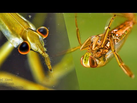 Видео: Вот каких чудовищ я поймал в озере! Водяной скорпион и водяная оса!