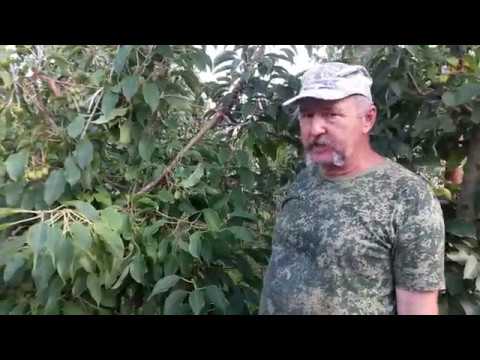 Видео: Актинидия аргута сорт Киевская крупноплодная
