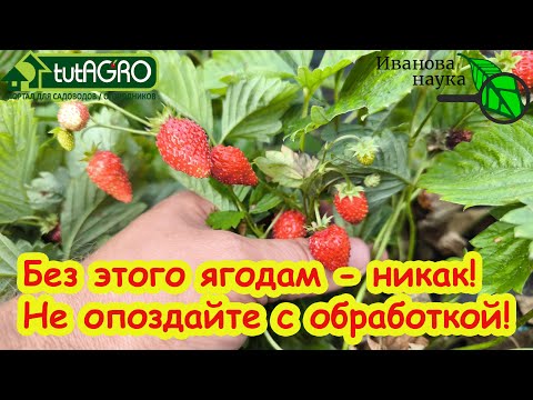Видео: КЛУБНИКЕ и МАЛИНЕ ТЕПЕРЬ БЕЗ ЭТОГО НИКАК! Не затягивайте с этой обработкой!