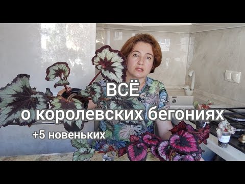 Видео: Декоративнолиственные бегонии: мифы, правила и мои новинки.