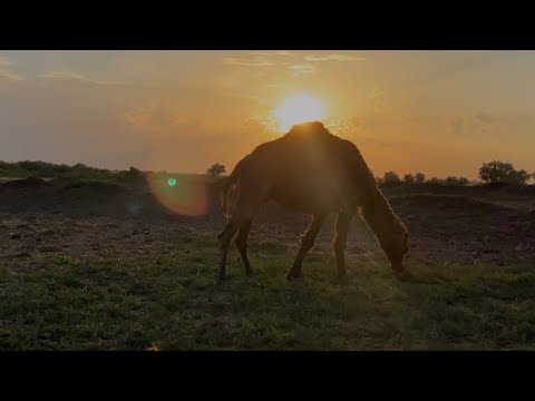 Видео: Верблюжье молоко у Жанарыса