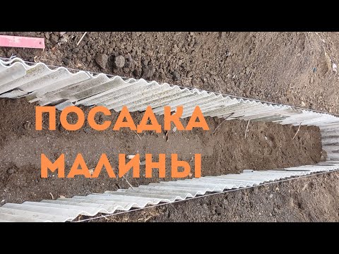 Видео: Посадка ремонтантной малины в грядку из шифера осенью