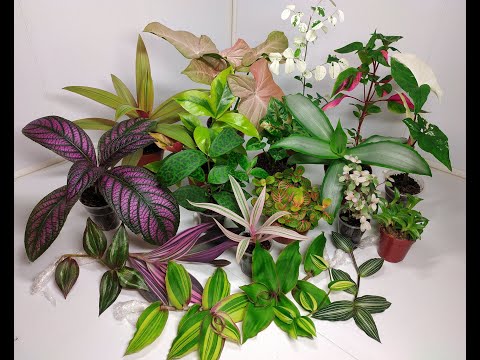 Видео: Растения едут в новый дом #5