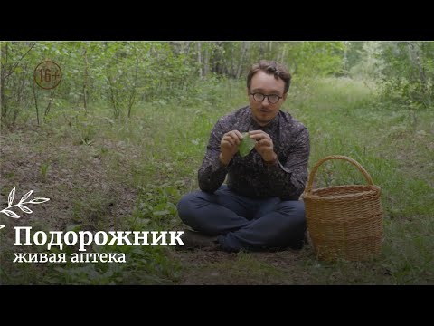 Видео: Подорожник // Живая аптека