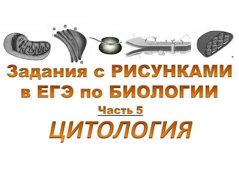 Видео: Разбор заданий с рисунками из ЕГЭ (ОРГАНОИДЫ КЛЕТКИ)