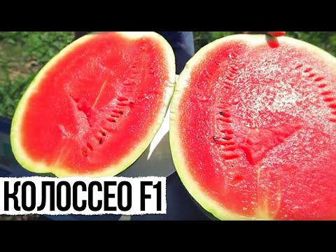 Видео: 🍉 Колоссео F1 семена арбуза (Seminis / Семинис)