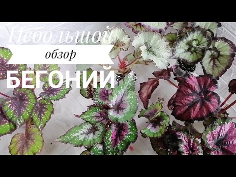 Видео: Небольшой обзор бегоний на фитильном поливе