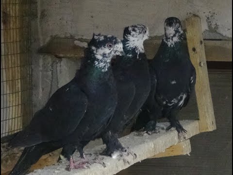 Видео: Яблоки для овец и кур. Приобрел голубей Чили.