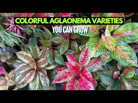 Видео: 10 самых красочных сортов аглаонемы, которые вы можете выращивать