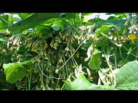 Видео: Выбираем огурцы   не простые, а пучковые! Урожай в ваших руках