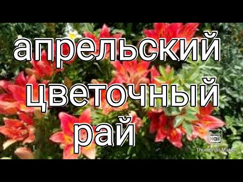 Видео: Апрельский цветочный рай в моём саду !