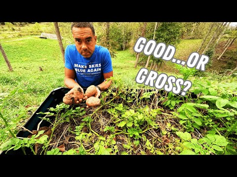 Видео: Самая ленивая уборка урожая? Копаем картофель с опозданием в 2,5 месяца!