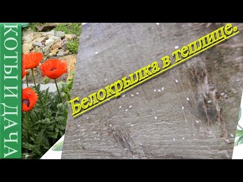 Видео: #Белокрылка. Как я боролось с белокрылкой в теплице.