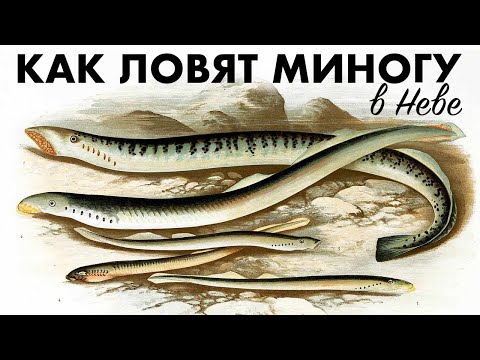 Видео: Ловля миноги в Неве