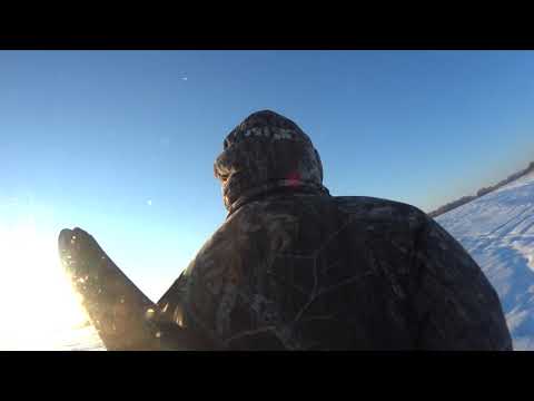 Видео: Коллективная охота на сибирскую косулю в Курганской области. Вытаскиваем уаз снегоходом Polaris.