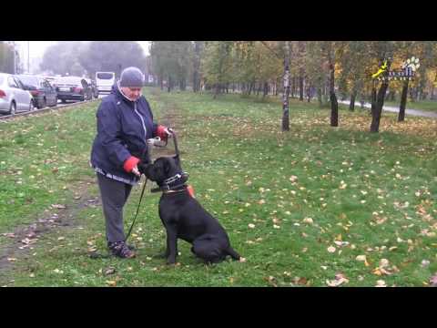Видео: Дрессировка, пример и план занятия, сытый кане-корсо