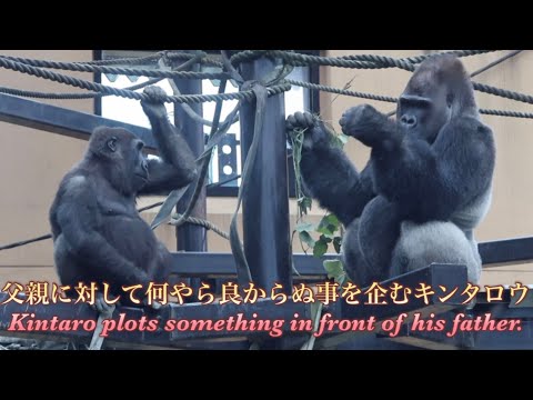 Видео: Горилла⭐️ Момотаро чуть не упал с балки из-за неожиданной проделки Кинтаро.【Семья Момотаро】