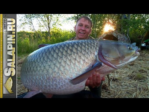 Видео: Ловля трофейного амура. В гостях у Виталика (Удомля). [salapinru]