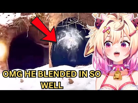 Видео: ЭТОТ МЕДВЕДЬ БЫЛ СПРЯТАН НА ОТКРЫТОМ ВИДУ! rosiebellmoo реагирует на НЕОБЫЧНУЮ ПОДБОРКУ МЕМОВ V283