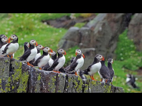 Видео: Исландия (часть 4)  В шоке от тупиков ! Вечный душ ! Горячий водопад ! Купаюсь в Ледовитом океане !