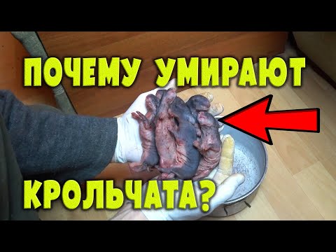 Видео: Почему умирают крольчата?