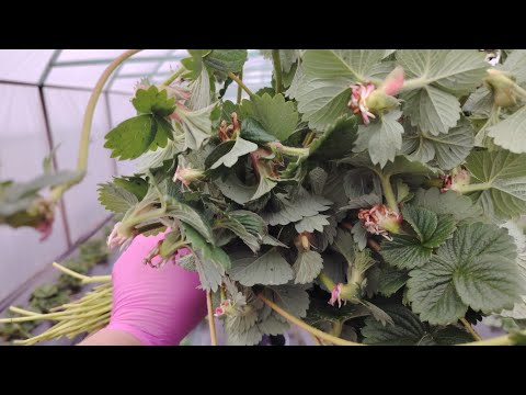 Видео: Продовжую зрізати вуса, та знову відправки