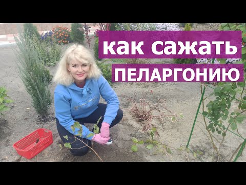 Видео: ПЕЛАРГОНИЯ. Как правильно высаживать пеларгонию (герань) в открытый грунт. ДАЧА