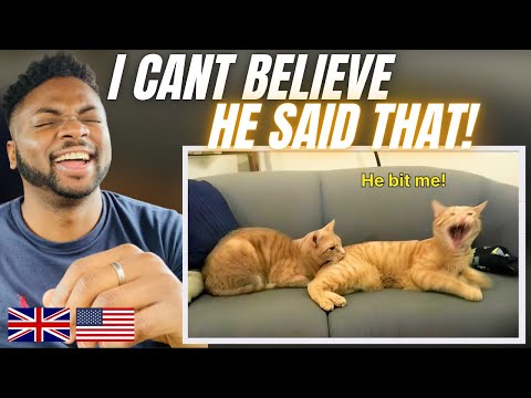 Видео: КОГДА КОШКИ ГОВОРЯТ ПО-АНГЛИЙСКИ! — Brit Reacts