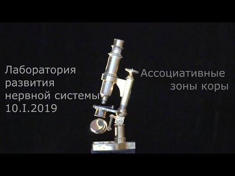 Видео: С. В. Савельев об ассоциативных зонах коры
